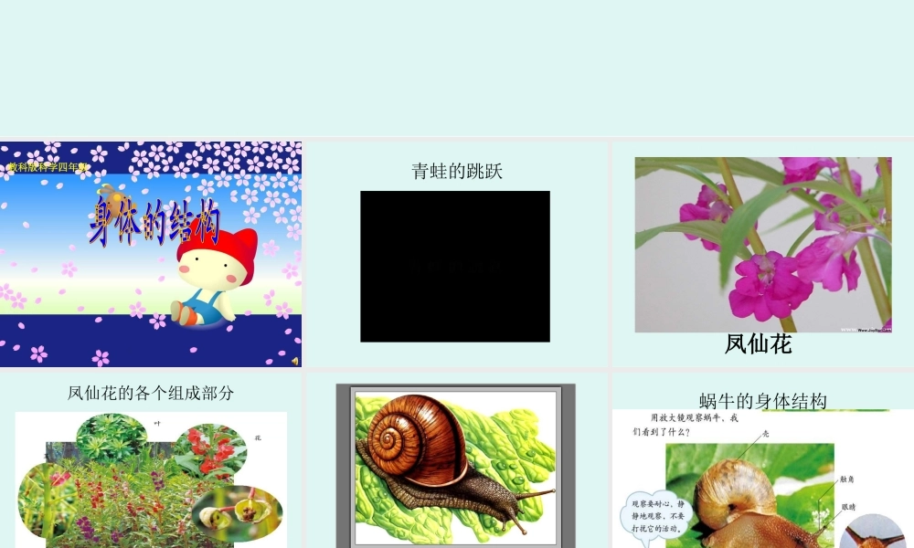 教科小学科学四上《4.1、身体的结构》PPT课件(3)【加微信公众号 jiaoxuewuyou 九折优惠 qq 1119139686】.ppt