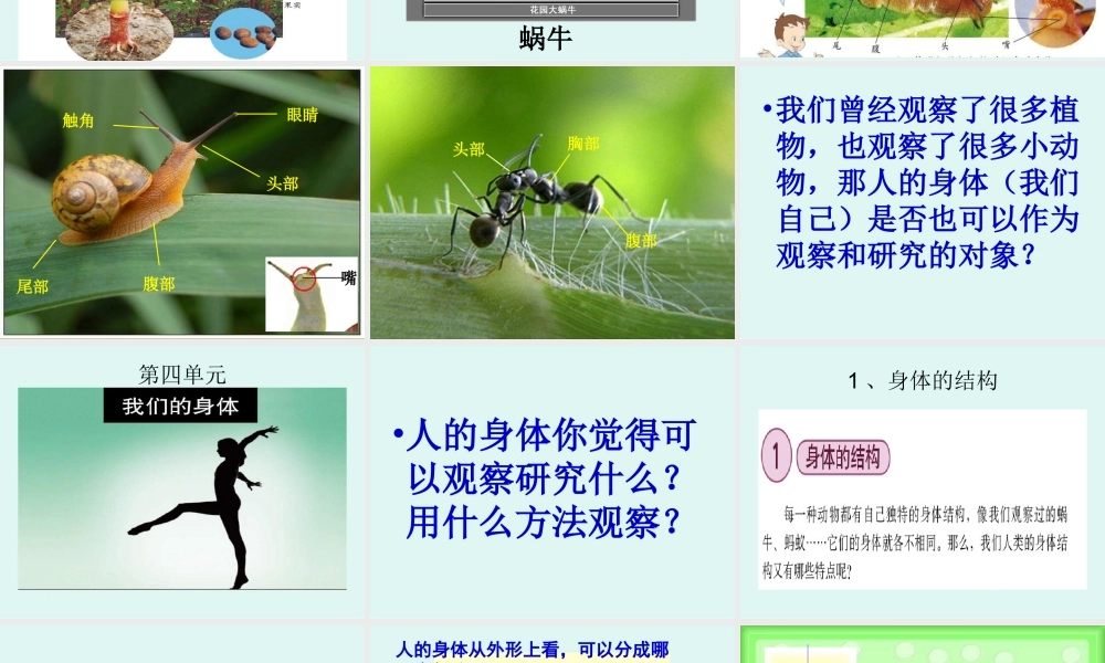 教科小学科学四上《4.1、身体的结构》PPT课件(3)【加微信公众号 jiaoxuewuyou 九折优惠 qq 1119139686】.ppt