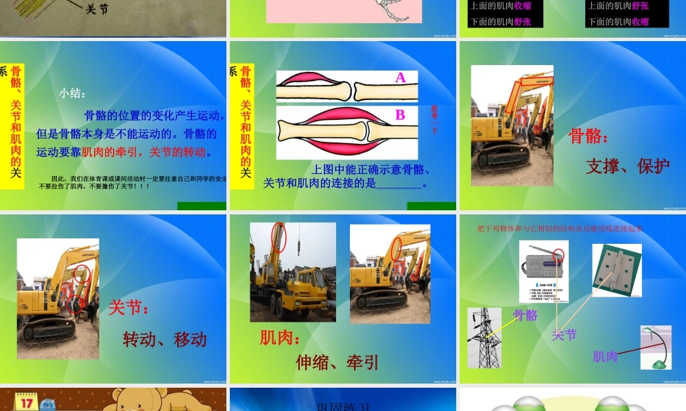 教科小学科学四上《4.2、骨骼、关节和肌肉》PPT课件(3)【加微信公众号 jiaoxuewuyou 九折优惠 qq 1119139686】.ppt