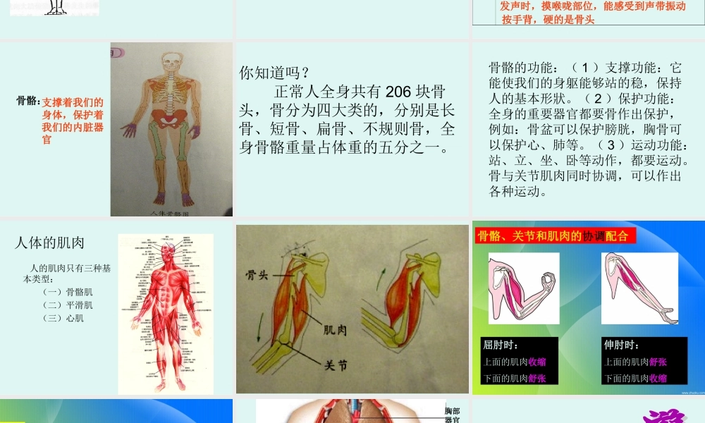 教科小学科学四上《4.1、身体的结构》PPT课件(5)【加微信公众号 jiaoxuewuyou 九折优惠 qq 1119139686】.ppt