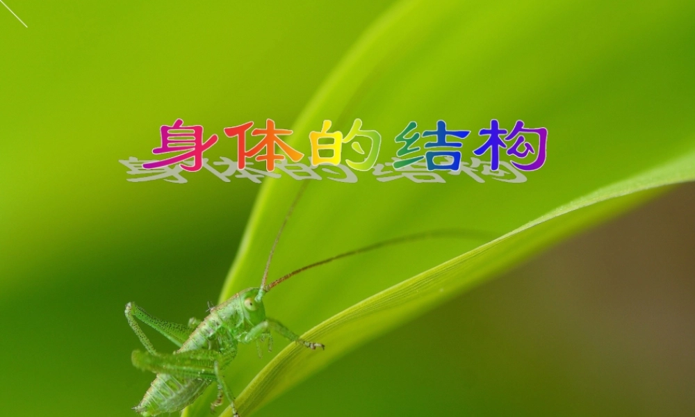 教科小学科学四上《4.1、身体的结构》PPT课件(8)【加微信公众号 jiaoxuewuyou 九折优惠 qq 1119139686】.ppt
