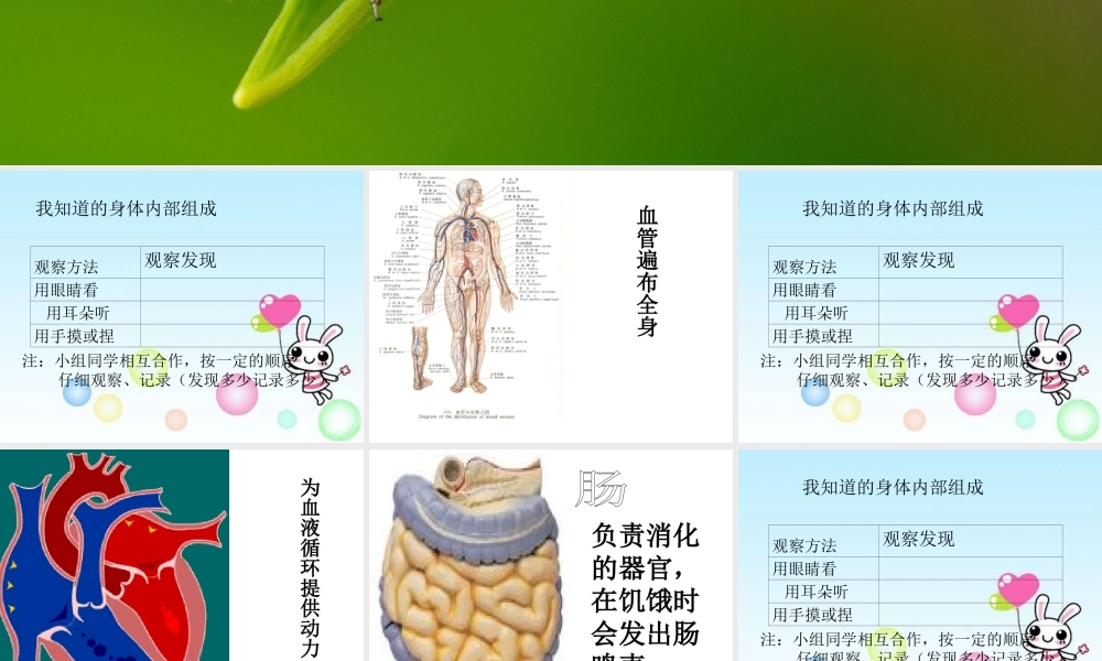 教科小学科学四上《4.1、身体的结构》PPT课件(8)【加微信公众号 jiaoxuewuyou 九折优惠 qq 1119139686】.ppt