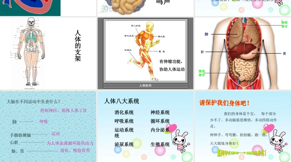 教科小学科学四上《4.1、身体的结构》PPT课件(8)【加微信公众号 jiaoxuewuyou 九折优惠 qq 1119139686】.ppt