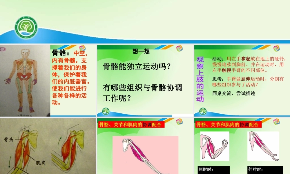 教科小学科学四上《4.2、骨骼、关节和肌肉》PPT课件(1)【加微信公众号 jiaoxuewuyou 九折优惠 qq 1119139686】.ppt