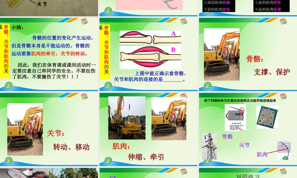 教科小学科学四上《4.2、骨骼、关节和肌肉》PPT课件(1)【加微信公众号 jiaoxuewuyou 九折优惠 qq 1119139686】.ppt