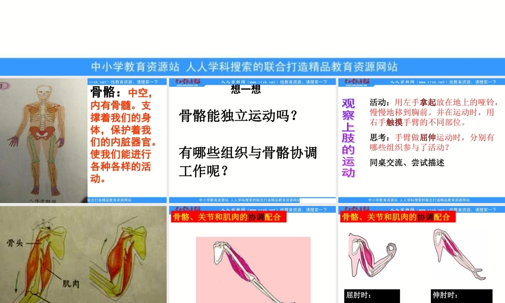 教科小学科学四上《4.2、骨骼、关节和肌肉》PPT课件(2)【加微信公众号 jiaoxuewuyou 九折优惠 qq 1119139686】.ppt