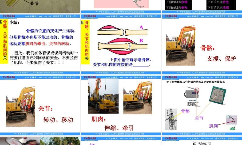 教科小学科学四上《4.2、骨骼、关节和肌肉》PPT课件(2)【加微信公众号 jiaoxuewuyou 九折优惠 qq 1119139686】.ppt