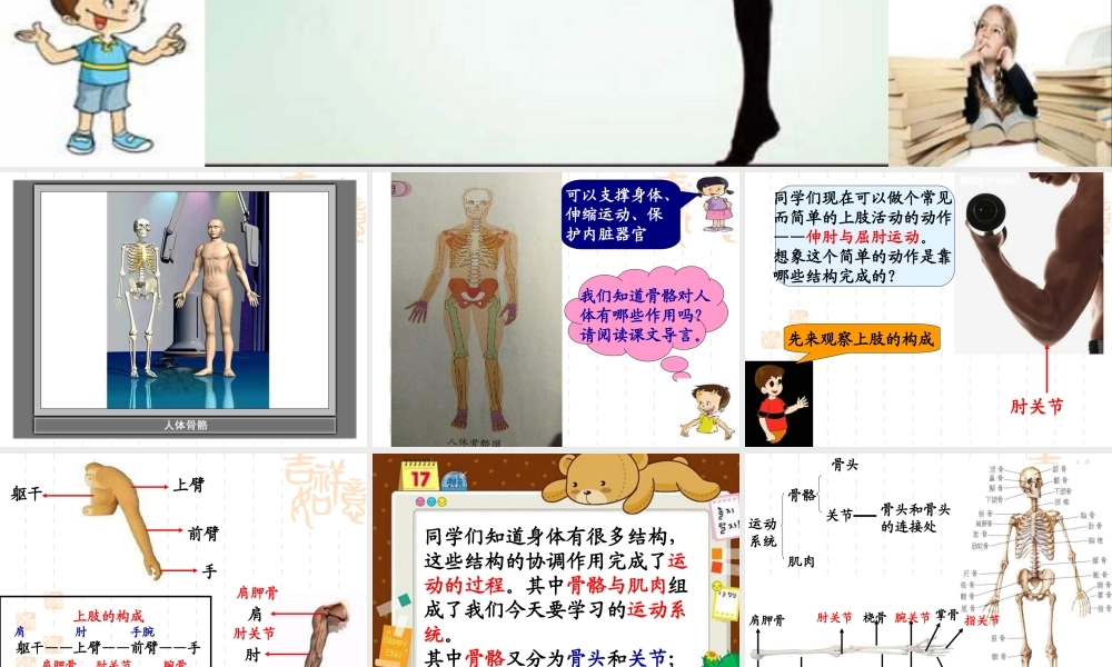 教科小学科学四上《4.2、骨骼、关节和肌肉》PPT课件(4)【加微信公众号 jiaoxuewuyou 九折优惠 qq 1119139686】.ppt