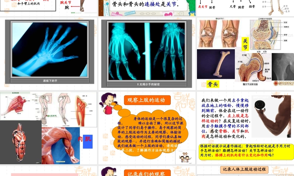 教科小学科学四上《4.2、骨骼、关节和肌肉》PPT课件(4)【加微信公众号 jiaoxuewuyou 九折优惠 qq 1119139686】.ppt