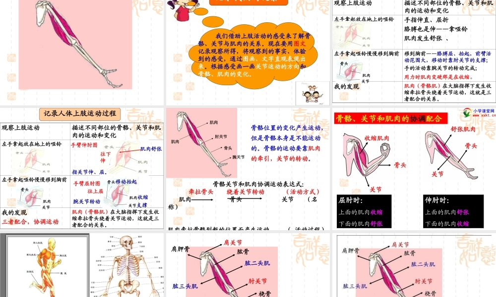 教科小学科学四上《4.2、骨骼、关节和肌肉》PPT课件(4)【加微信公众号 jiaoxuewuyou 九折优惠 qq 1119139686】.ppt