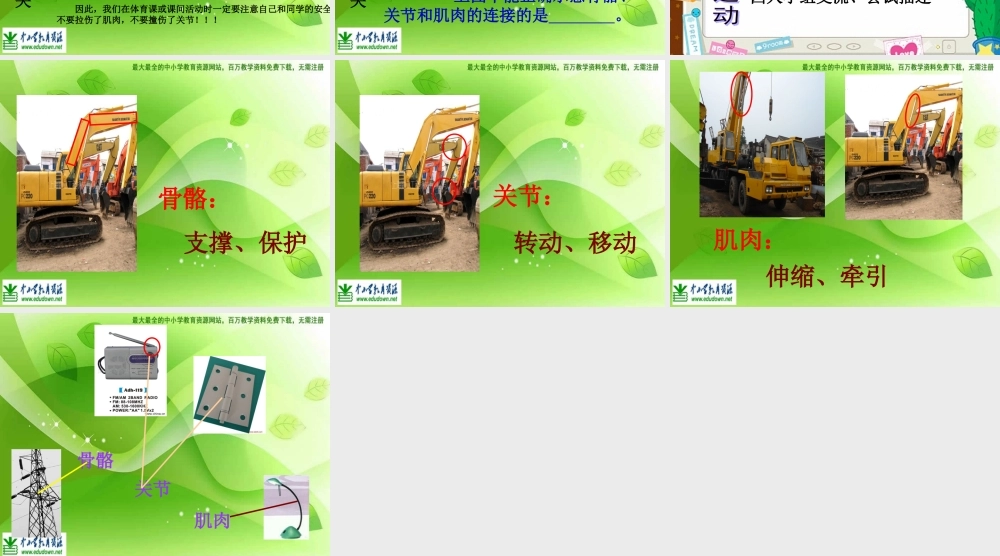 教科小学科学四上《4.2、骨骼、关节和肌肉》PPT课件(7)【加微信公众号 jiaoxuewuyou 九折优惠 qq 1119139686】.ppt