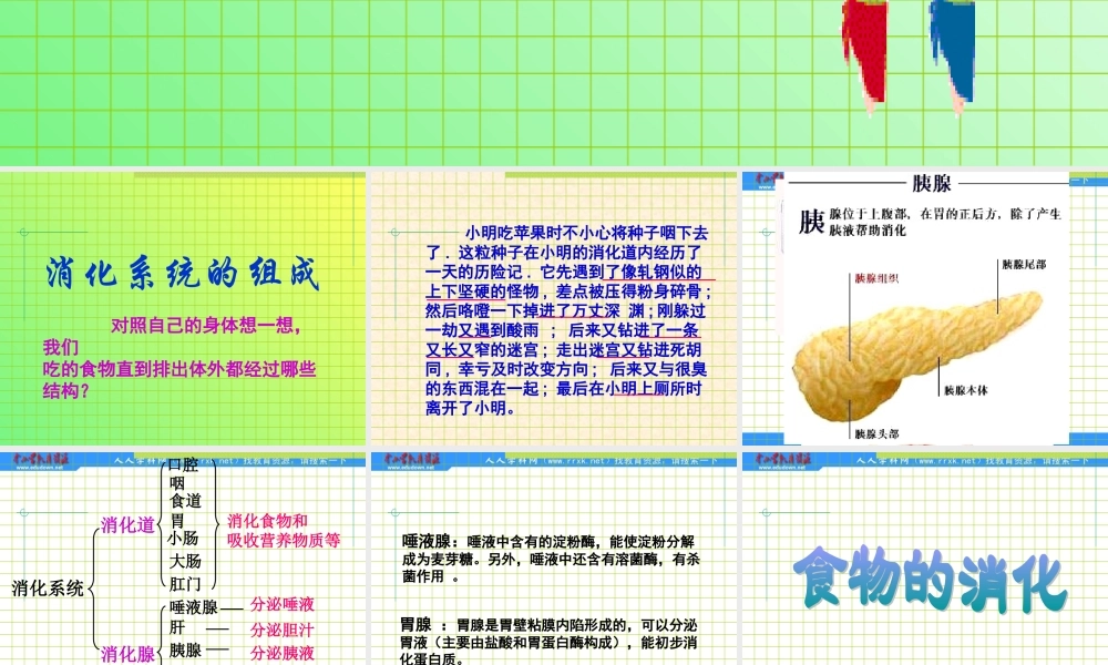 教科小学科学四上《4.5、食物在体内的旅行》PPT课件(3)【加微信公众号 jiaoxuewuyou 九折优惠 qq 1119139686】.ppt