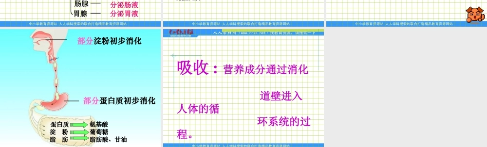 教科小学科学四上《4.5、食物在体内的旅行》PPT课件(3)【加微信公众号 jiaoxuewuyou 九折优惠 qq 1119139686】.ppt