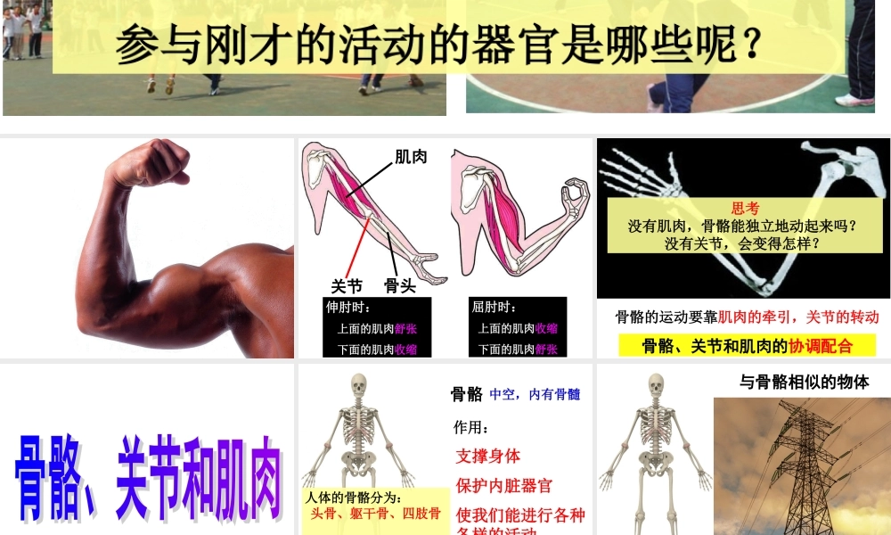 教科小学科学四上《4.2、骨骼、关节和肌肉》PPT课件(6)【加微信公众号 jiaoxuewuyou 九折优惠 qq 1119139686】.ppt