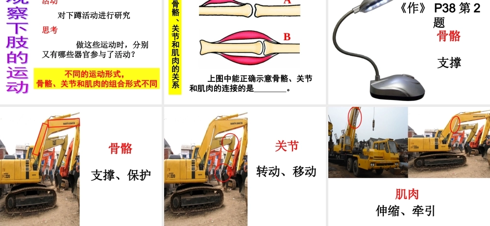 教科小学科学四上《4.2、骨骼、关节和肌肉》PPT课件(6)【加微信公众号 jiaoxuewuyou 九折优惠 qq 1119139686】.ppt