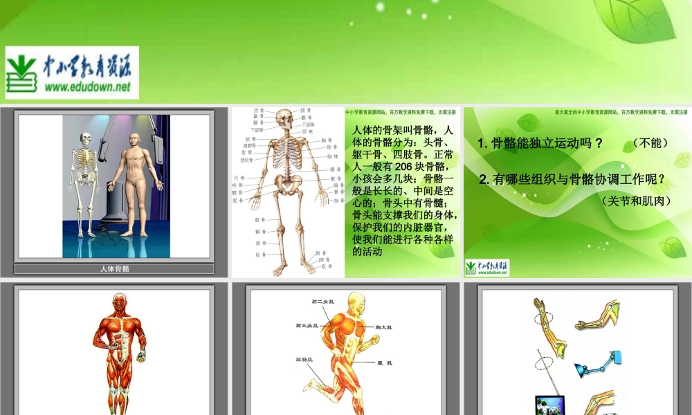 教科小学科学四上《4.2、骨骼、关节和肌肉》PPT课件(8)【加微信公众号 jiaoxuewuyou 九折优惠 qq 1119139686】.ppt