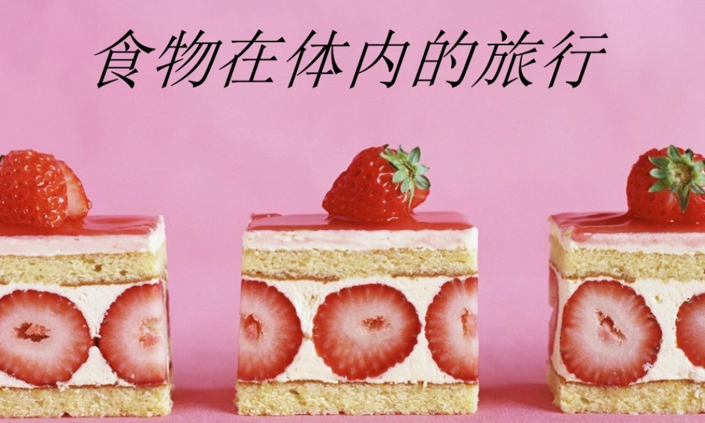 教科小学科学四上《4.5、食物在体内的旅行》PPT课件(7)【加微信公众号 jiaoxuewuyou 九折优惠 qq 1119139686】.ppt