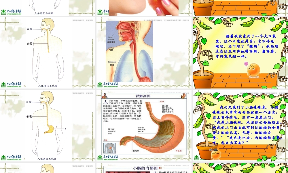 教科小学科学四上《4.5、食物在体内的旅行》PPT课件(7)【加微信公众号 jiaoxuewuyou 九折优惠 qq 1119139686】.ppt