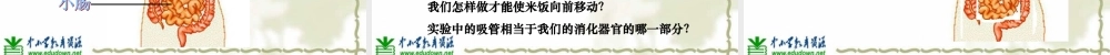 教科小学科学四上《4.5、食物在体内的旅行》PPT课件(8)【加微信公众号 jiaoxuewuyou 九折优惠 qq 1119139686】.ppt