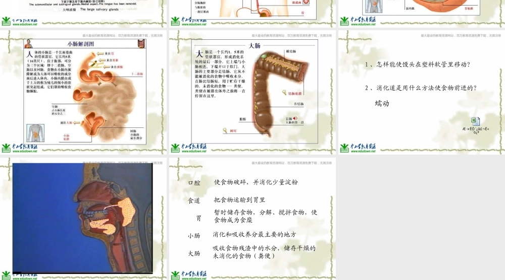 教科小学科学四上《4.5、食物在体内的旅行》PPT课件(6)【加微信公众号 jiaoxuewuyou 九折优惠 qq 1119139686】.ppt