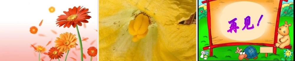 教科小学科学四下《2.2.各种各样的花》PPT课件(1)【加微信公众号 jiaoxuewuyou 九折优惠 qq 1119139686】.ppt