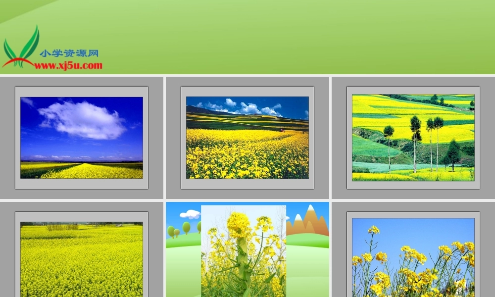 教科小学科学四下《2.1.油菜花开了》PPT课件(3)【加微信公众号 jiaoxuewuyou 九折优惠 qq 1119139686】.ppt