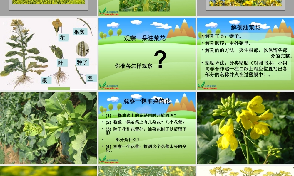教科小学科学四下《2.1.油菜花开了》PPT课件(3)【加微信公众号 jiaoxuewuyou 九折优惠 qq 1119139686】.ppt