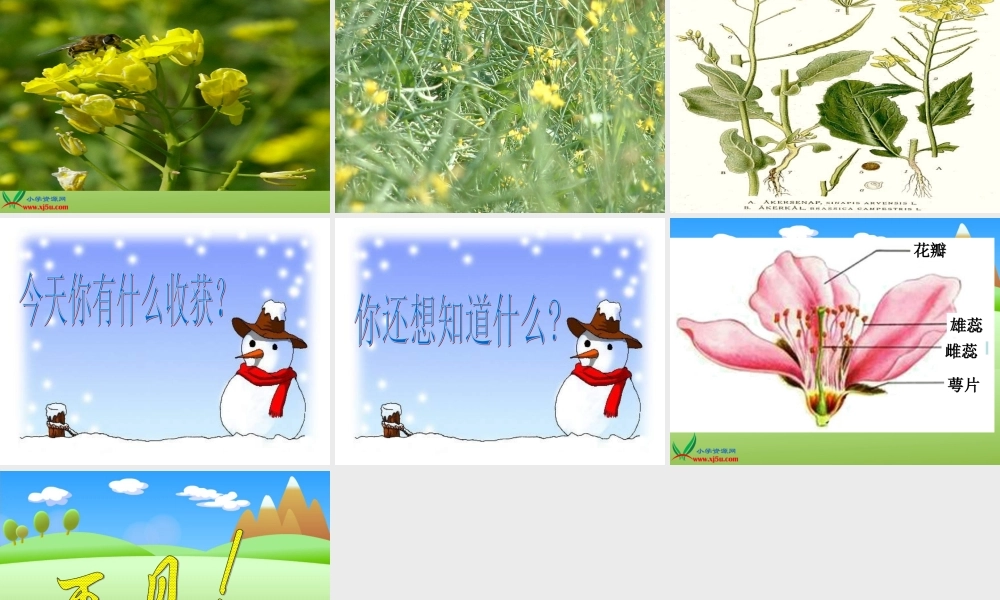 教科小学科学四下《2.1.油菜花开了》PPT课件(3)【加微信公众号 jiaoxuewuyou 九折优惠 qq 1119139686】.ppt