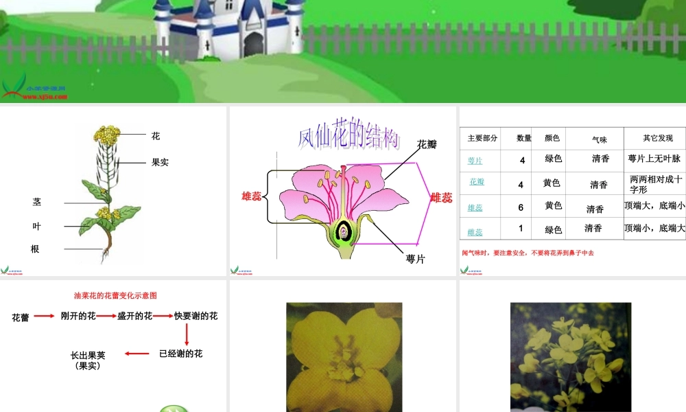 教科小学科学四下《2.1.油菜花开了》PPT课件(2)【加微信公众号 jiaoxuewuyou 九折优惠 qq 1119139686】.ppt