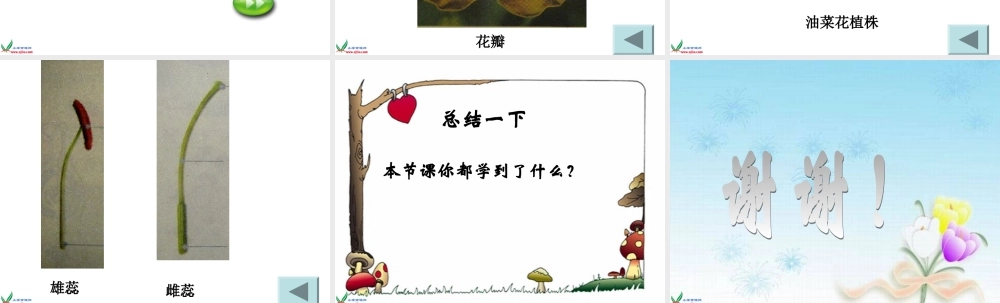 教科小学科学四下《2.1.油菜花开了》PPT课件(2)【加微信公众号 jiaoxuewuyou 九折优惠 qq 1119139686】.ppt