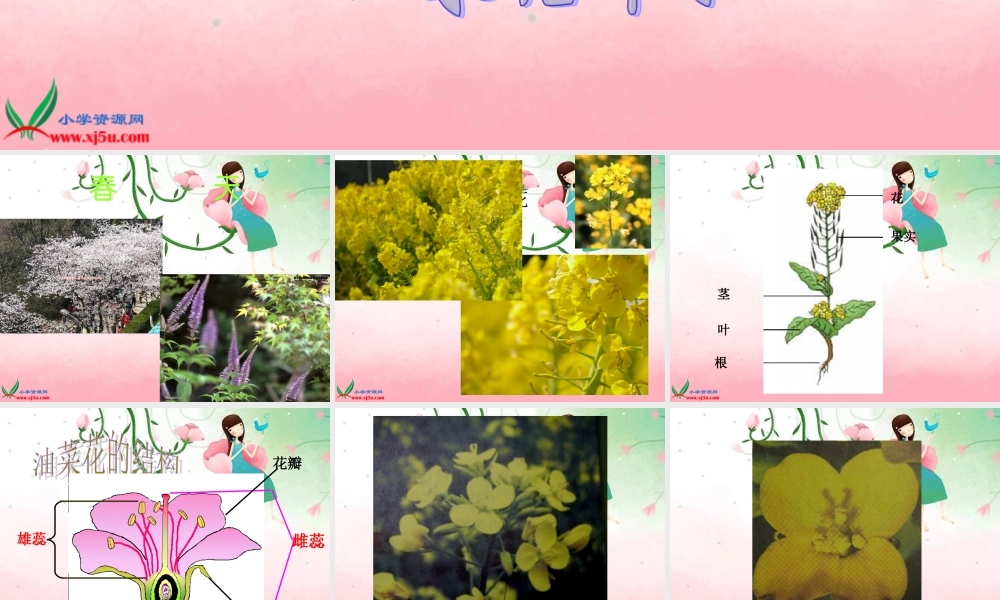 教科小学科学四下《2.1.油菜花开了》PPT课件(4)【加微信公众号 jiaoxuewuyou 九折优惠 qq 1119139686】.ppt