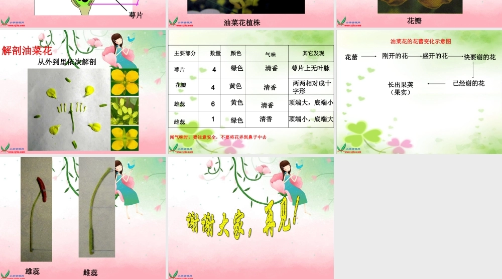 教科小学科学四下《2.1.油菜花开了》PPT课件(4)【加微信公众号 jiaoxuewuyou 九折优惠 qq 1119139686】.ppt