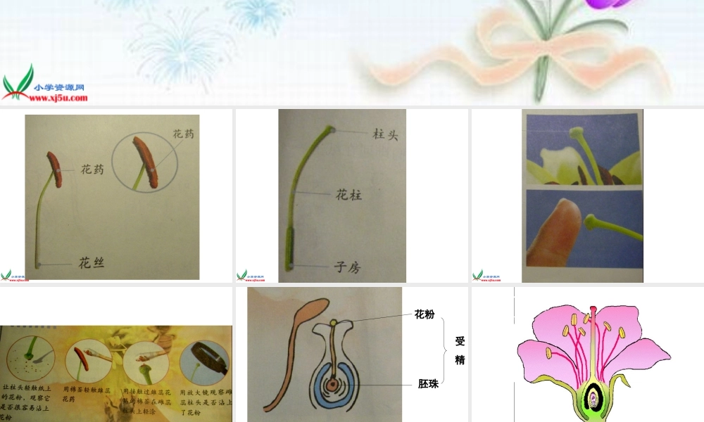 教科小学科学四下《2.3.花、果实和种子》PPT课件(1)【加微信公众号 jiaoxuewuyou 九折优惠 qq 1119139686】.ppt