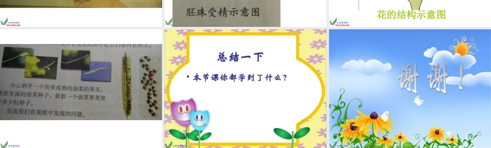 教科小学科学四下《2.3.花、果实和种子》PPT课件(1)【加微信公众号 jiaoxuewuyou 九折优惠 qq 1119139686】.ppt