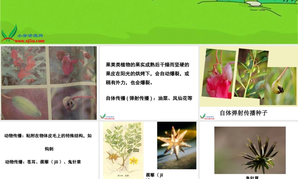 教科小学科学四下《2.4.把种子散播到远处》PPT课件(4)【加微信公众号 jiaoxuewuyou 九折优惠 qq 1119139686】.ppt