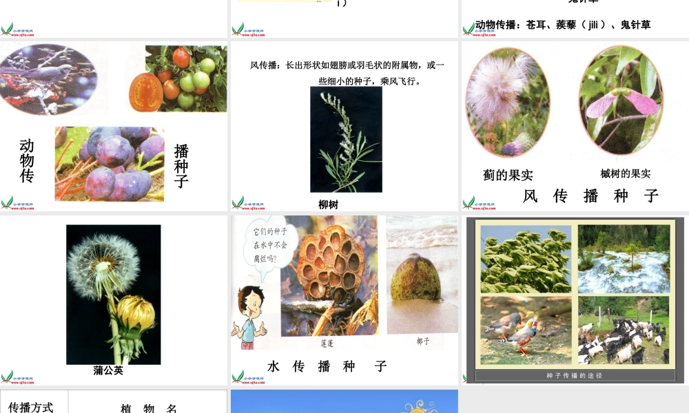 教科小学科学四下《2.4.把种子散播到远处》PPT课件(4)【加微信公众号 jiaoxuewuyou 九折优惠 qq 1119139686】.ppt
