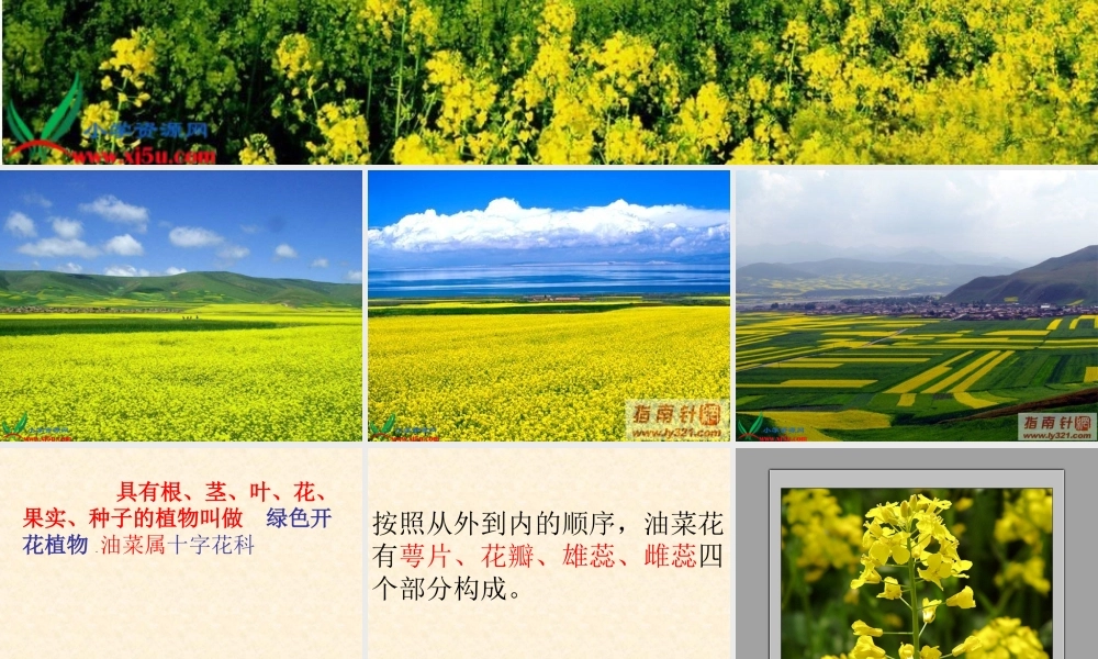教科小学科学四下《2.1.油菜花开了》PPT课件(1)【加微信公众号 jiaoxuewuyou 九折优惠 qq 1119139686】.ppt