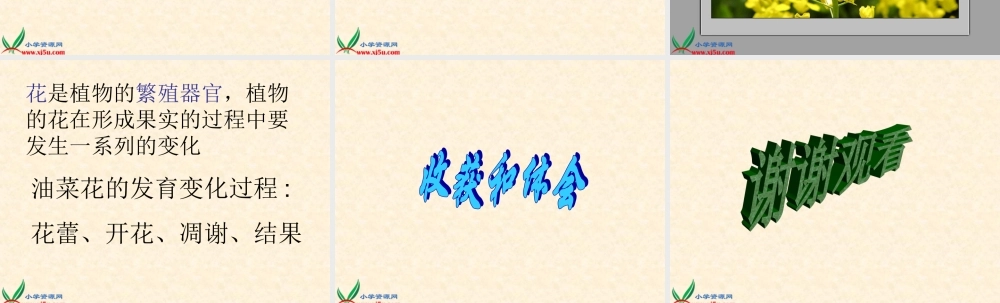 教科小学科学四下《2.1.油菜花开了》PPT课件(1)【加微信公众号 jiaoxuewuyou 九折优惠 qq 1119139686】.ppt