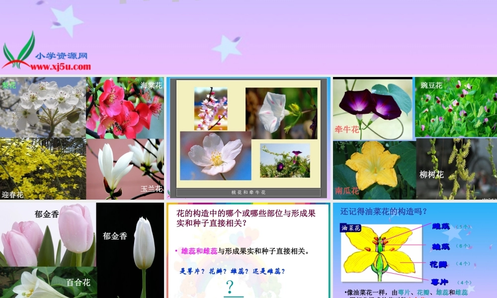 教科小学科学四下《2.2.各种各样的花》PPT课件(3)【加微信公众号 jiaoxuewuyou 九折优惠 qq 1119139686】.ppt