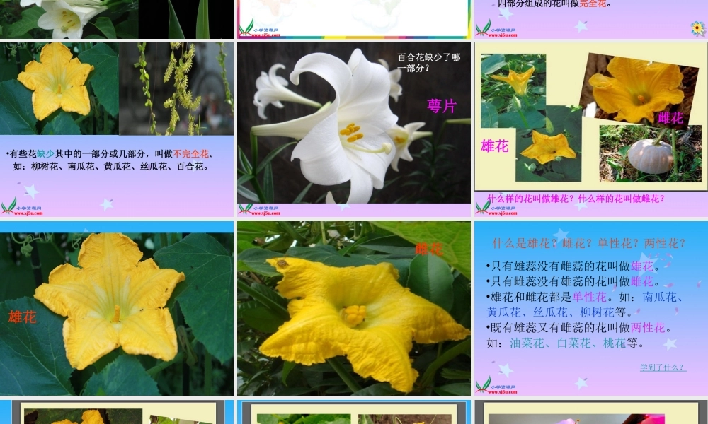 教科小学科学四下《2.2.各种各样的花》PPT课件(3)【加微信公众号 jiaoxuewuyou 九折优惠 qq 1119139686】.ppt