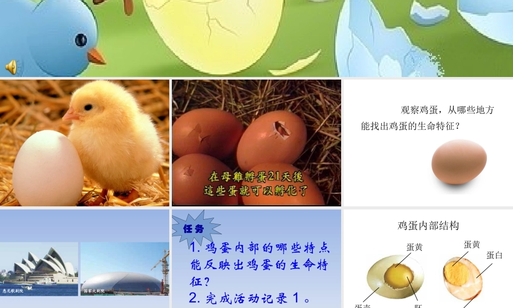 教科小学科学四下《2.6.动物的卵》PPT课件(2)【加微信公众号 jiaoxuewuyou 九折优惠 qq 1119139686】.ppt