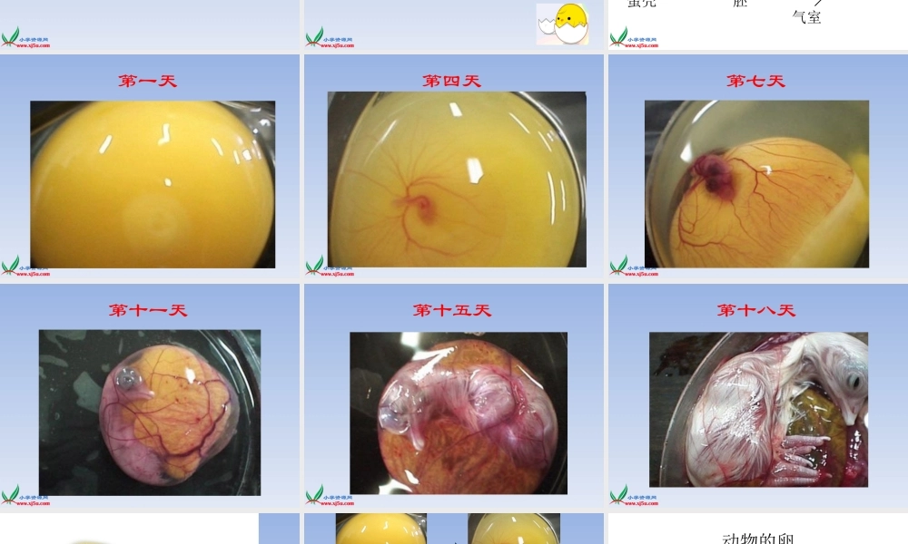 教科小学科学四下《2.6.动物的卵》PPT课件(2)【加微信公众号 jiaoxuewuyou 九折优惠 qq 1119139686】.ppt