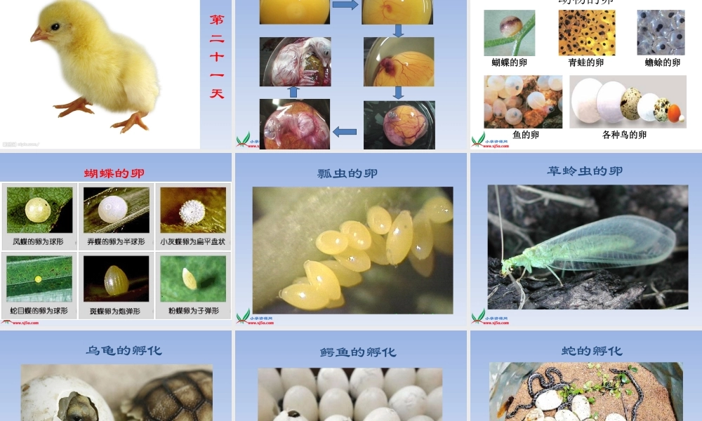 教科小学科学四下《2.6.动物的卵》PPT课件(2)【加微信公众号 jiaoxuewuyou 九折优惠 qq 1119139686】.ppt
