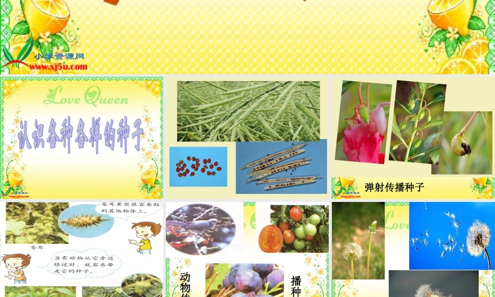 教科小学科学四下《2.4.把种子散播到远处》PPT课件(2)【加微信公众号 jiaoxuewuyou 九折优惠 qq 1119139686】.ppt