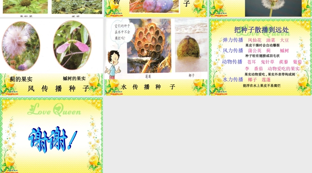 教科小学科学四下《2.4.把种子散播到远处》PPT课件(2)【加微信公众号 jiaoxuewuyou 九折优惠 qq 1119139686】.ppt