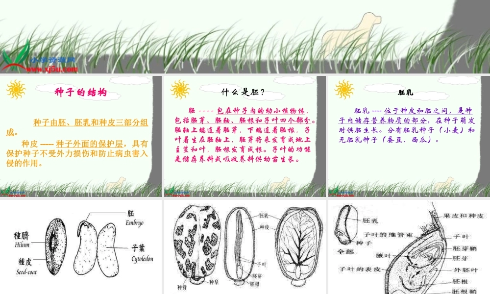 教科小学科学四下《2.5.种子的萌发》PPT课件(3)【加微信公众号 jiaoxuewuyou 九折优惠 qq 1119139686】.ppt