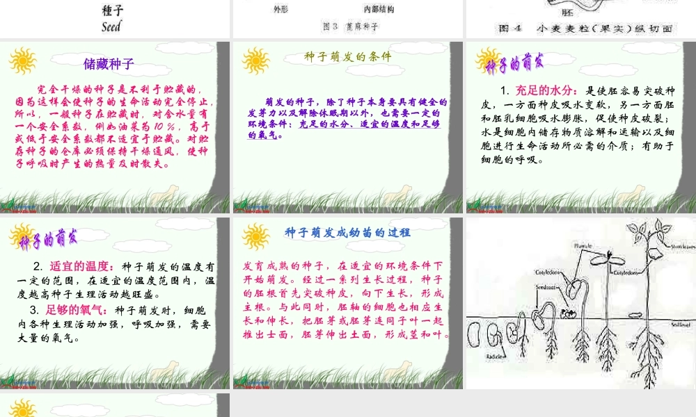 教科小学科学四下《2.5.种子的萌发》PPT课件(3)【加微信公众号 jiaoxuewuyou 九折优惠 qq 1119139686】.ppt