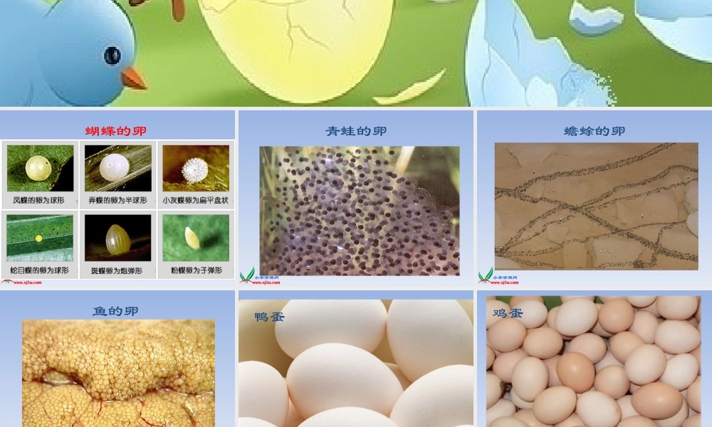 教科小学科学四下《2.6.动物的卵》PPT课件(4)【加微信公众号 jiaoxuewuyou 九折优惠 qq 1119139686】.ppt