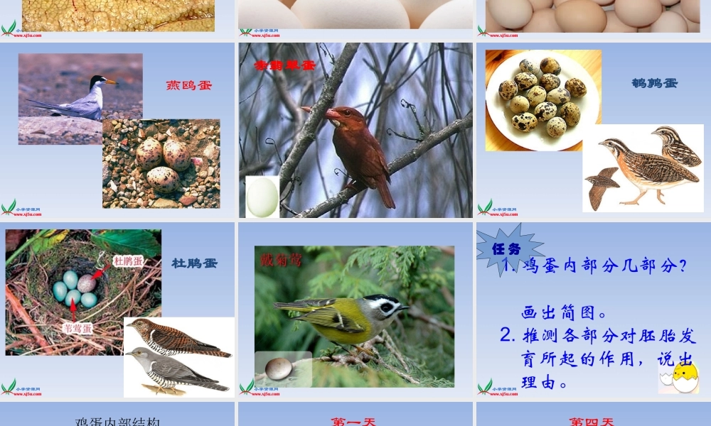 教科小学科学四下《2.6.动物的卵》PPT课件(4)【加微信公众号 jiaoxuewuyou 九折优惠 qq 1119139686】.ppt