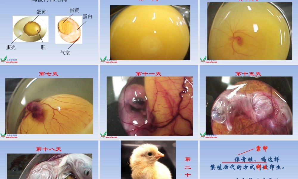 教科小学科学四下《2.6.动物的卵》PPT课件(4)【加微信公众号 jiaoxuewuyou 九折优惠 qq 1119139686】.ppt